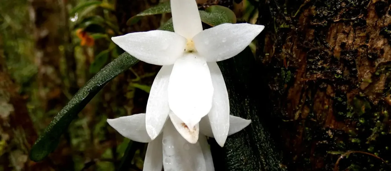 Aerangis fastuosa