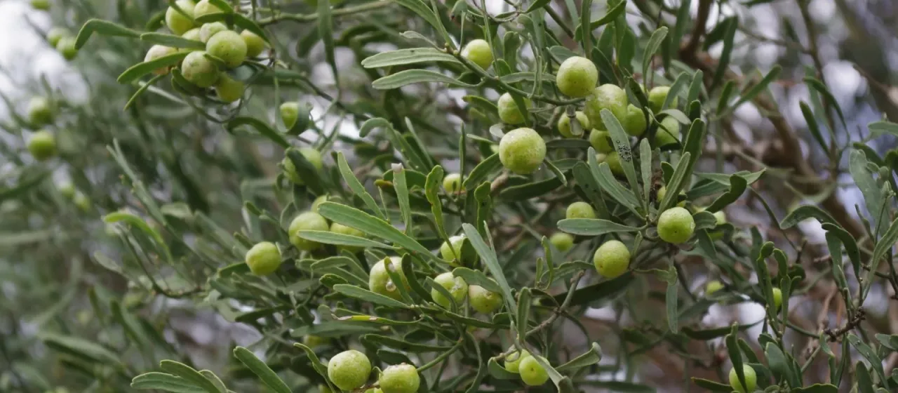 Australian desert-lime
