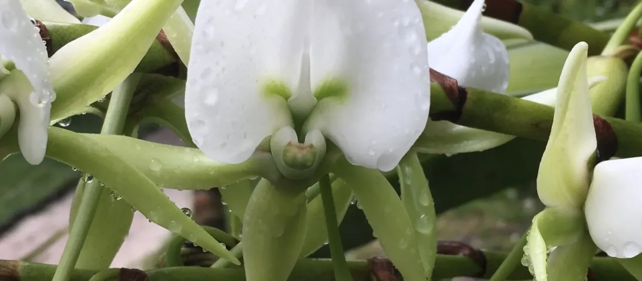 Angraecum eburneum