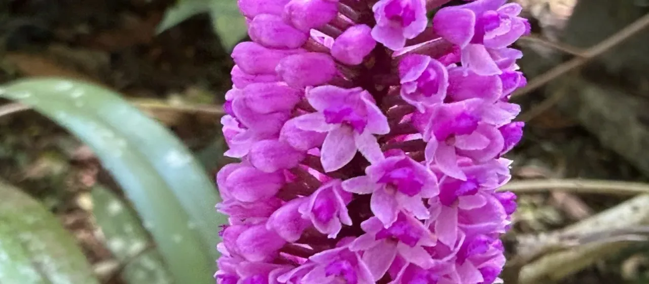Arpophyllum giganteum