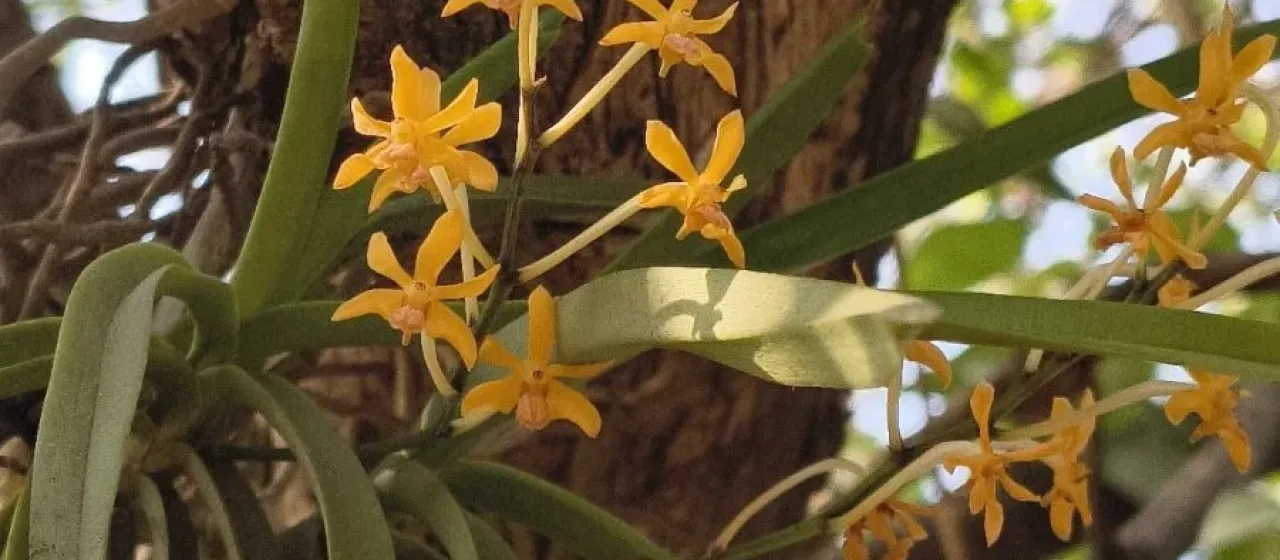 Ascocentrum