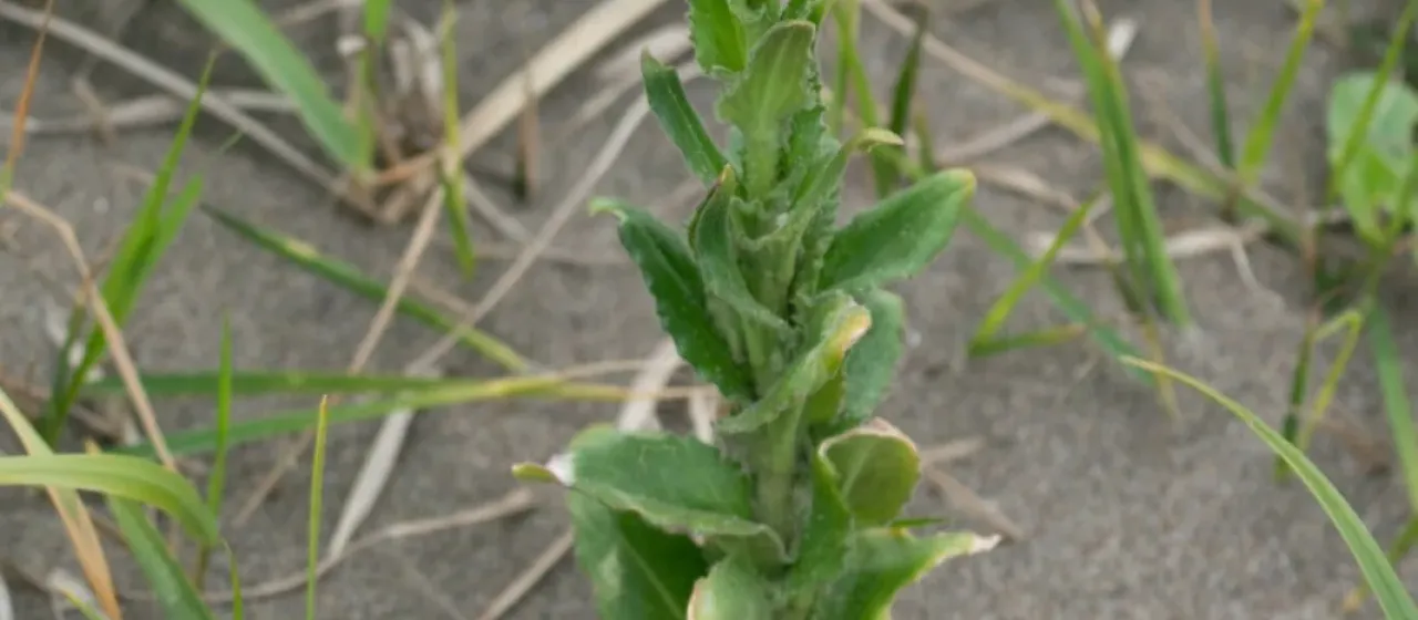 Steller's rock cress