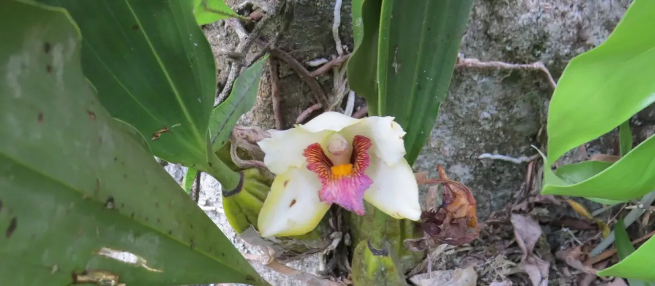 Bifrenaria harrisoniae