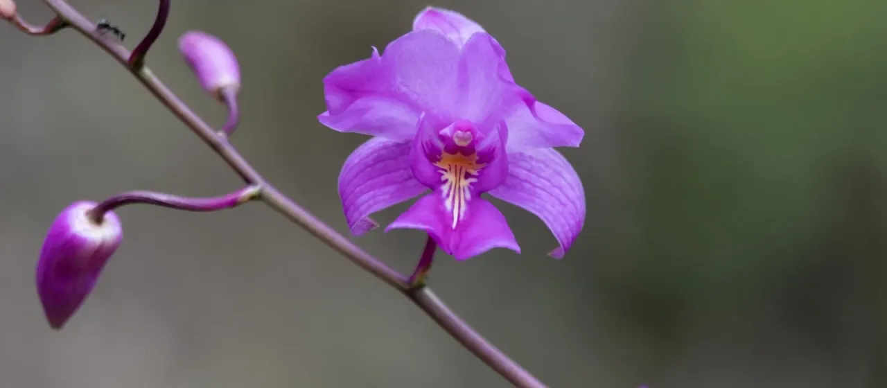 Bletia catenulata