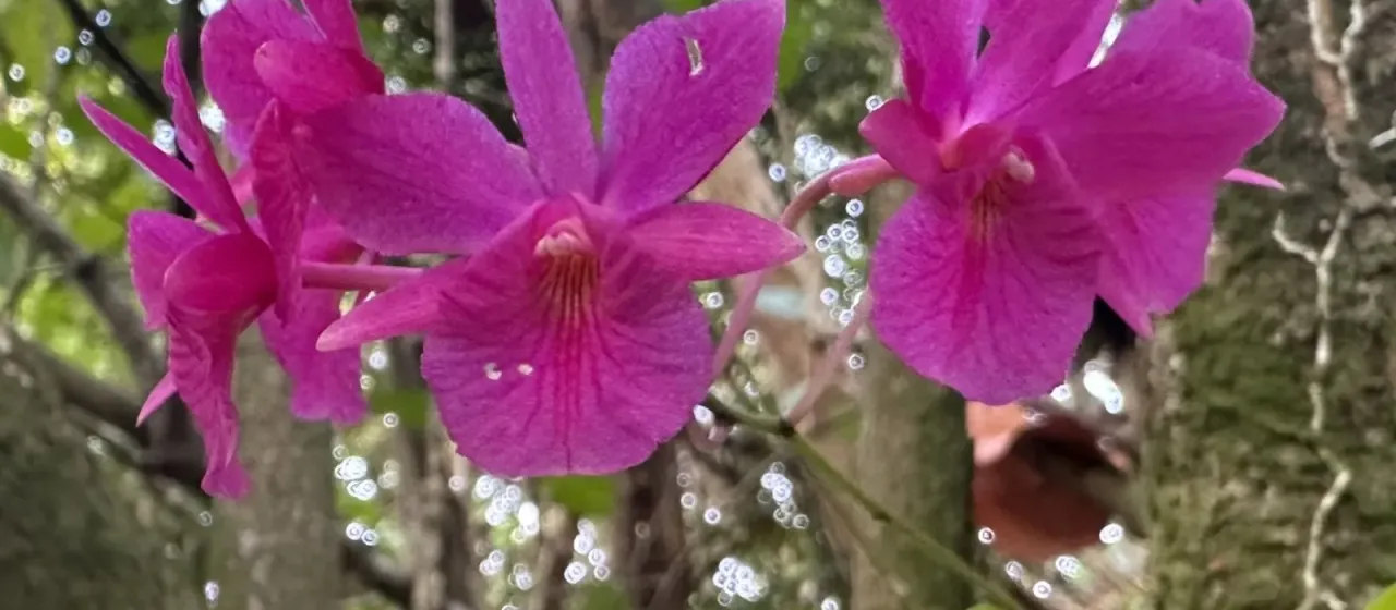 Broughtonia sanguinea