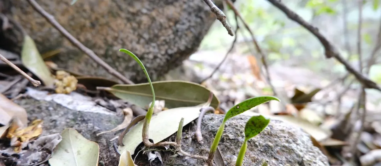 Bulbophyllum ambrosia