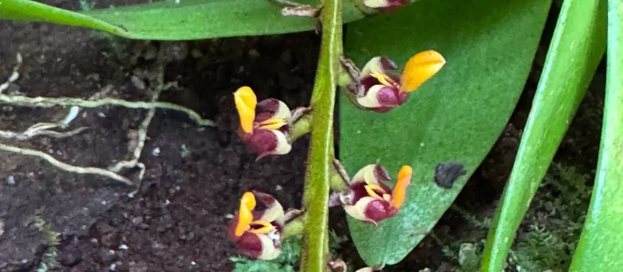 Bulbophyllum falcatum