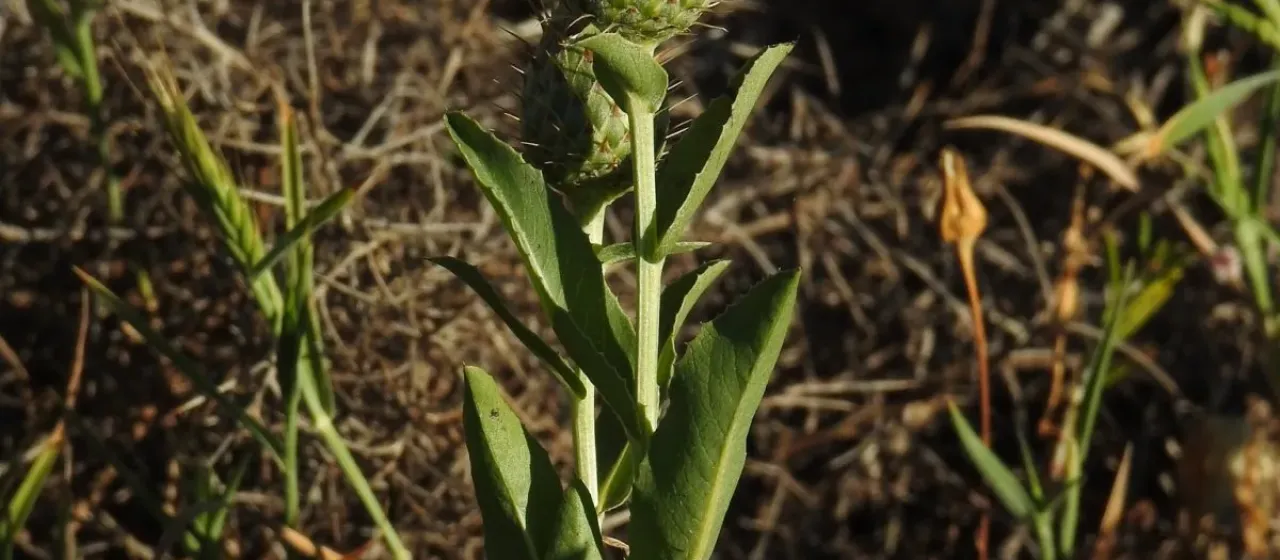 Klasea flavescens