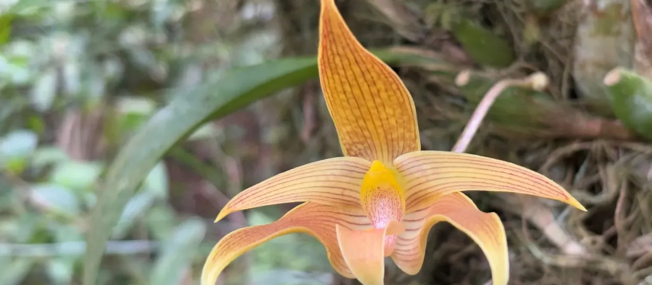 Bulbophyllum lobbii