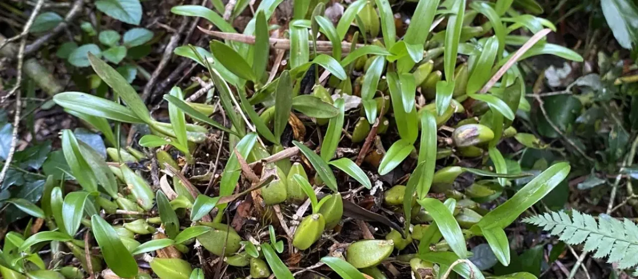 Bulbophyllum sandersonii