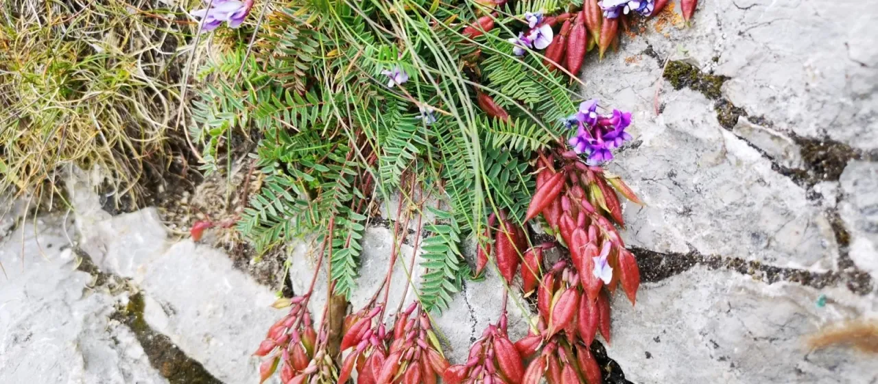 Carpathian locoweed