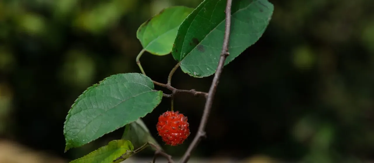 Broussonetia kaempferi