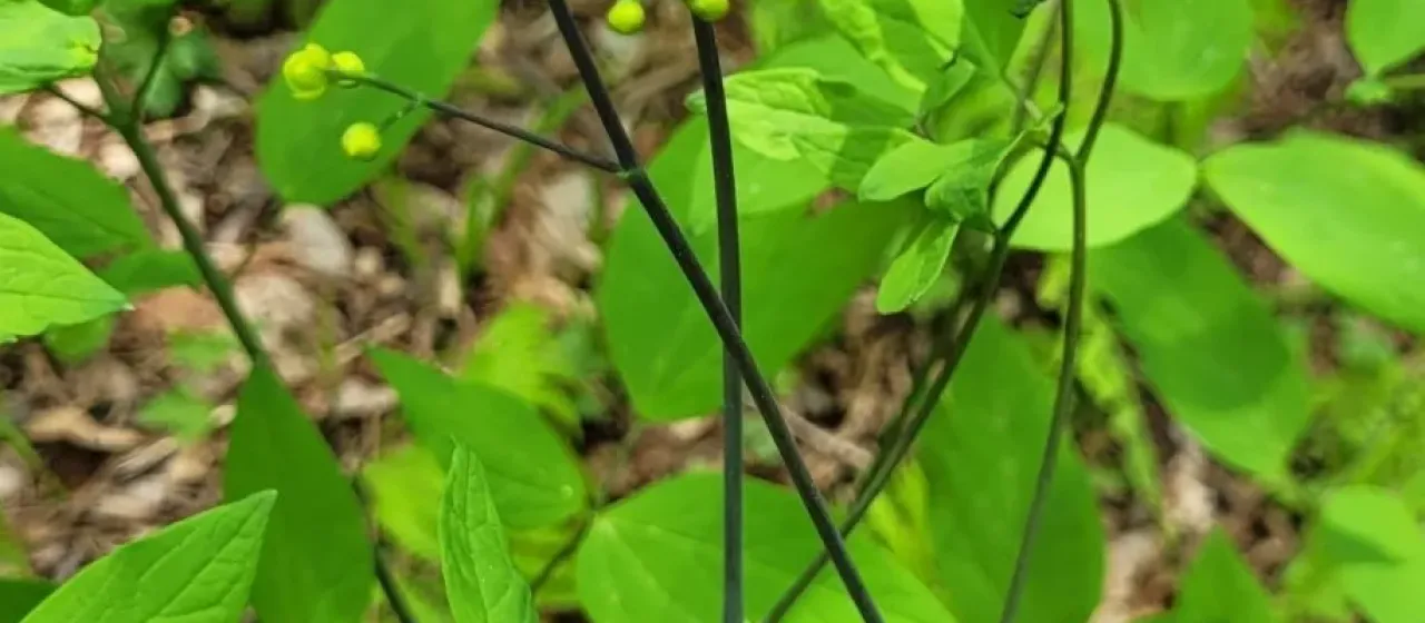 Caulophyllum robustum
