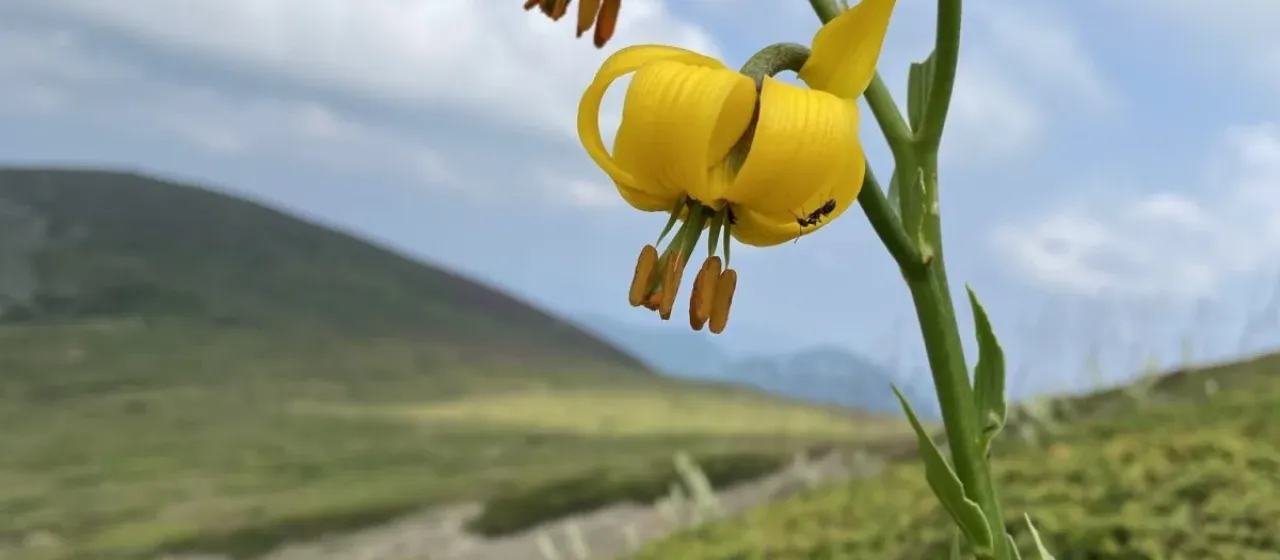 Лилия албанская