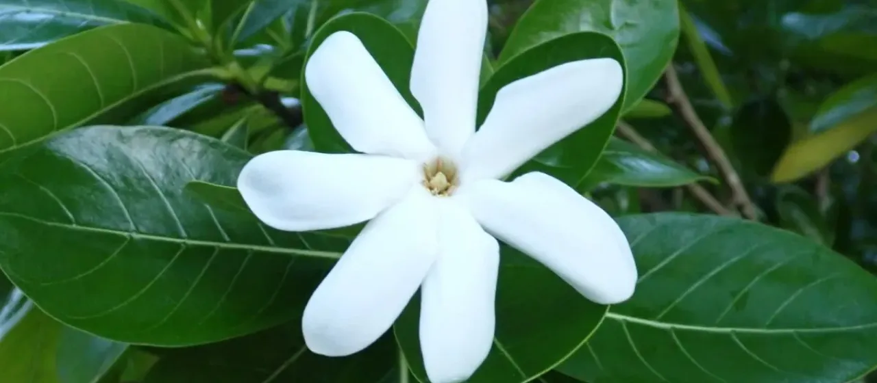 Tiare flower