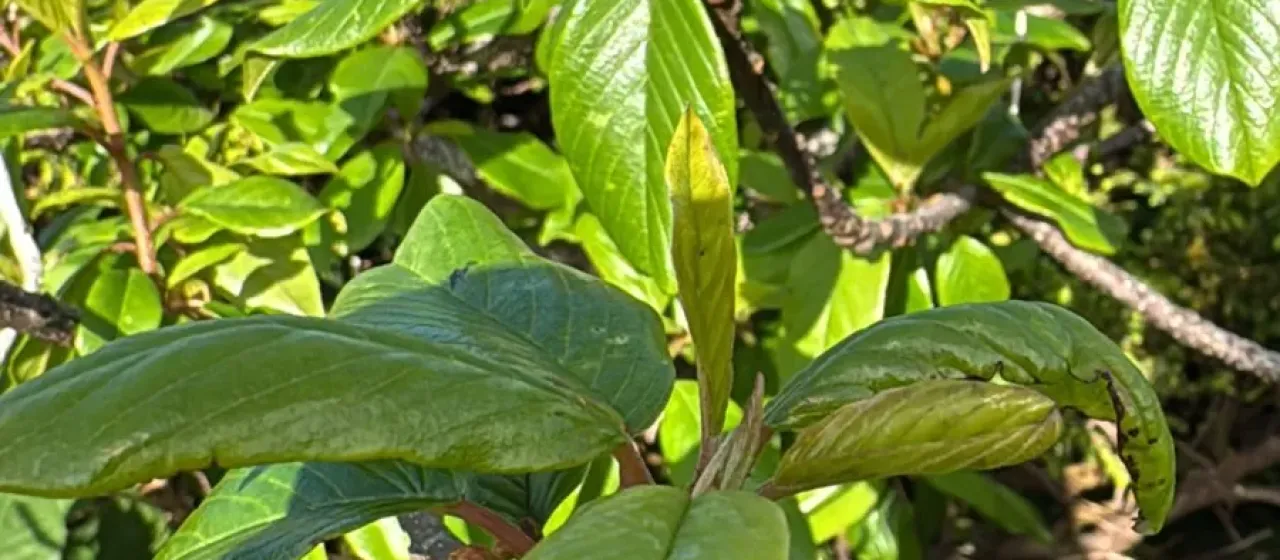 Azorean buckthorn