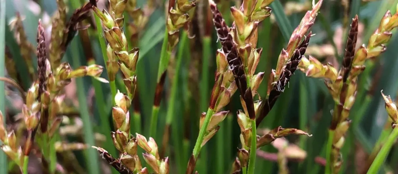 Осока пальчатая