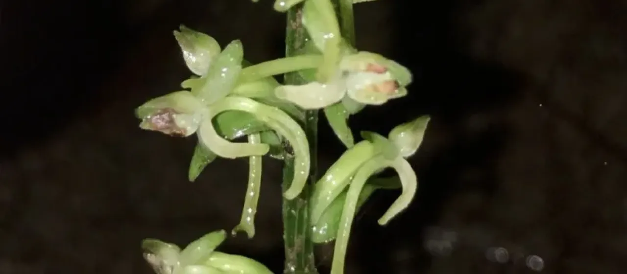 Lesser butterfly-orchid
