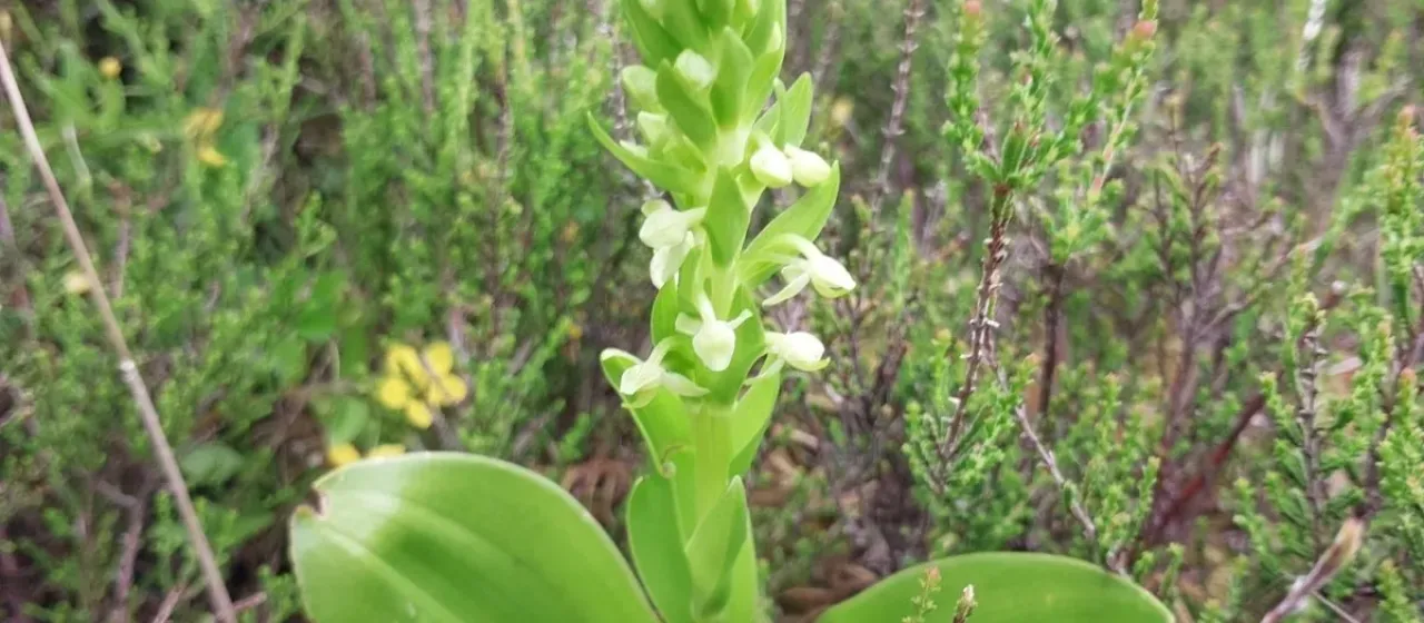 Platanthera micrantha