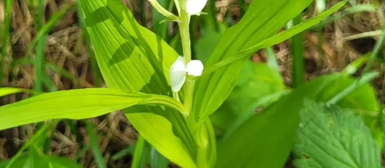 Cephalanthera longibracteata