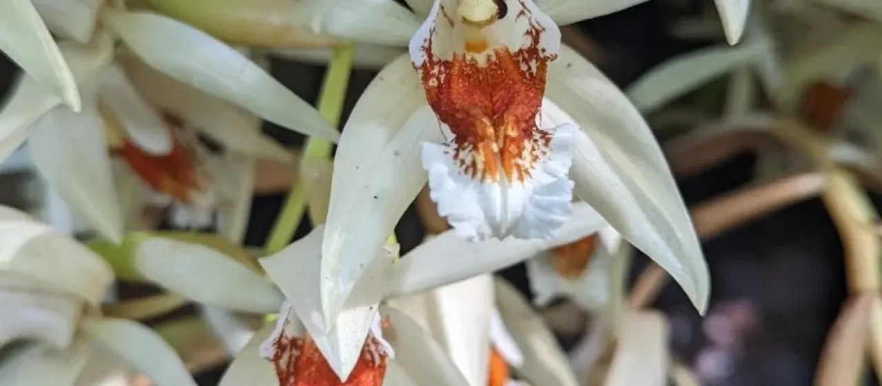 Coelogyne asperata