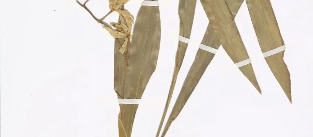 Coelogyne cumingii