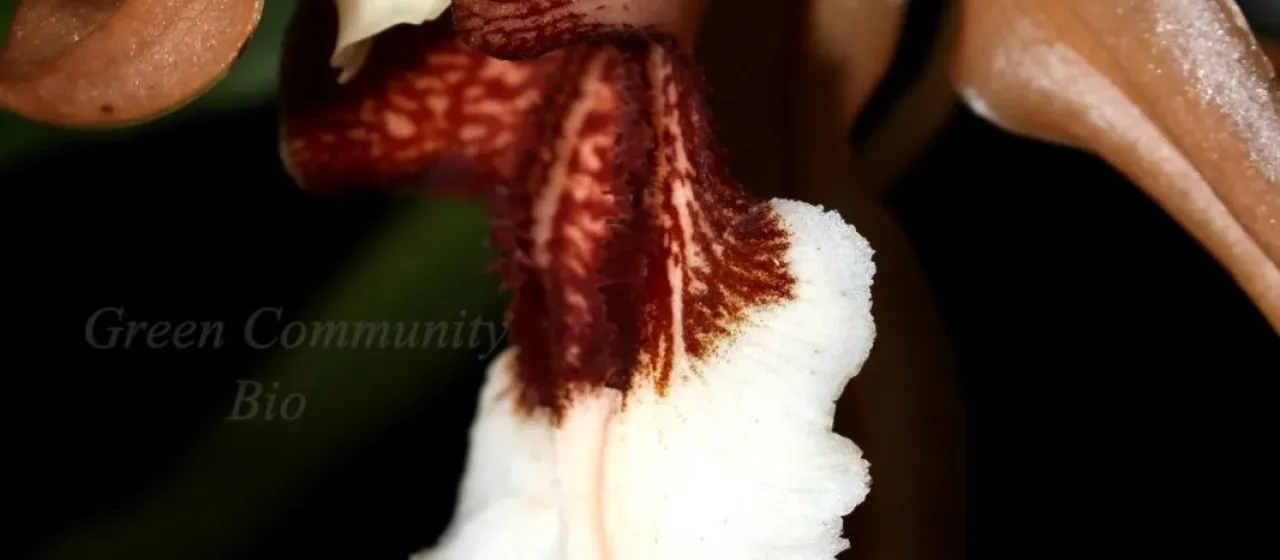 Coelogyne speciosa