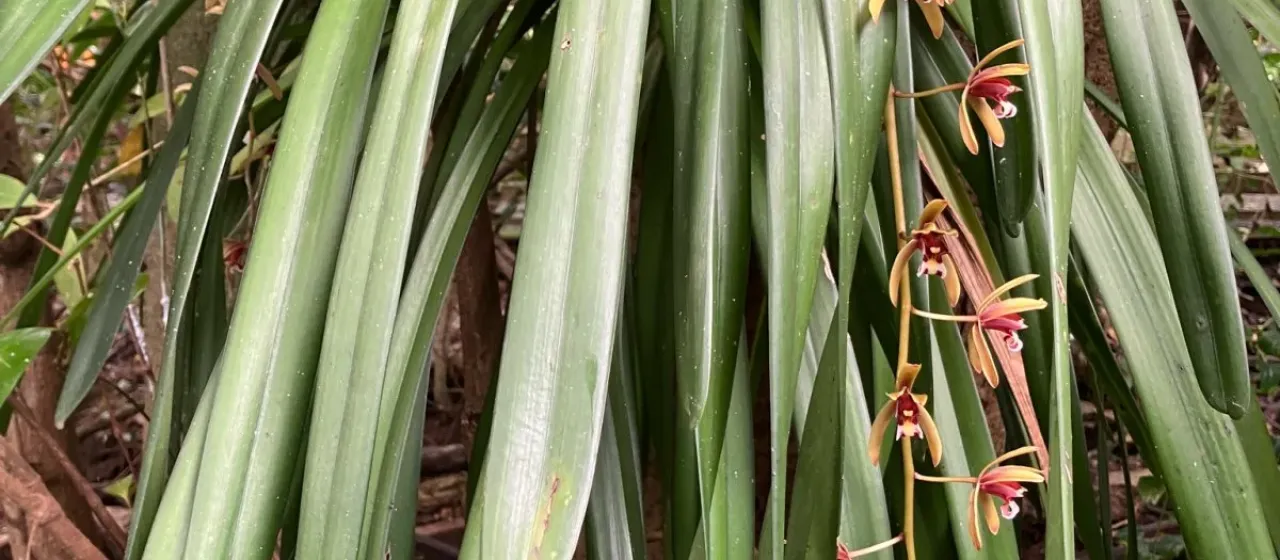 Cymbidium finlaysonianum