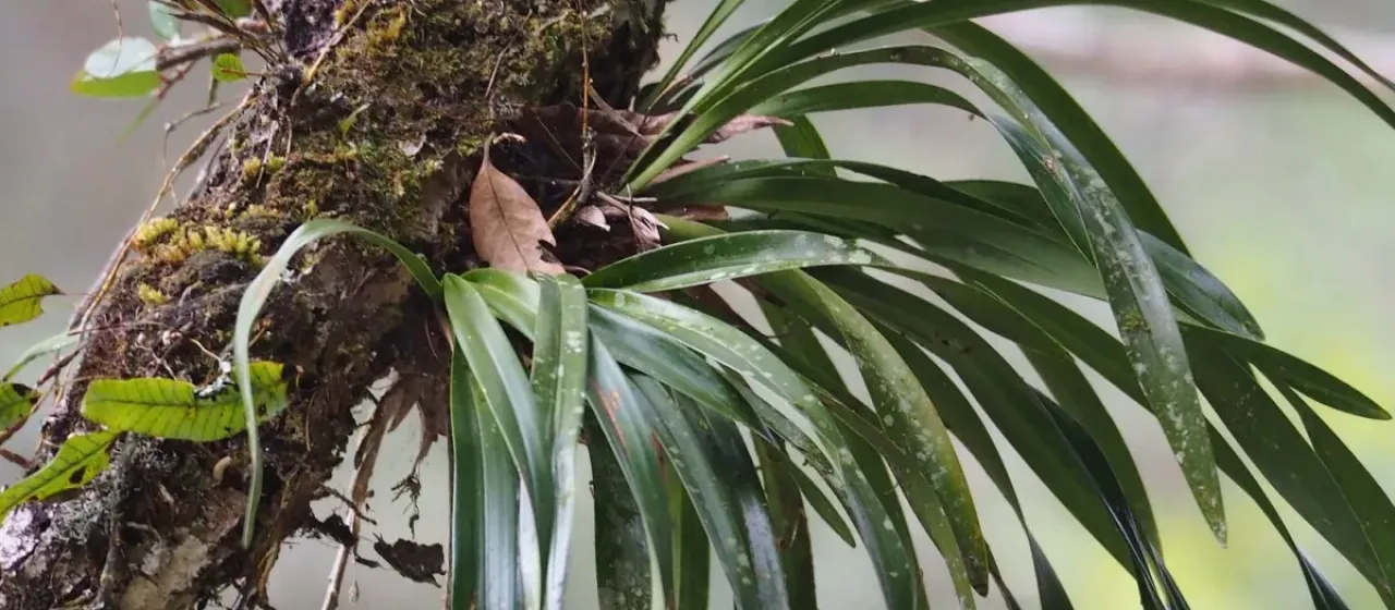 Cymbidium floribundum