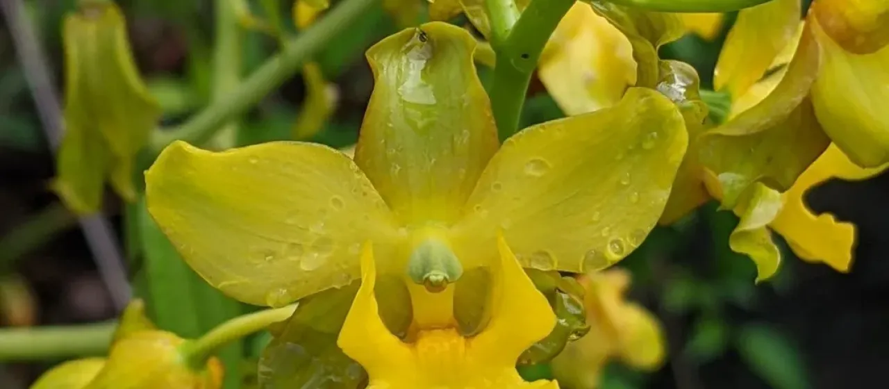 Cyrtopodium andersonii