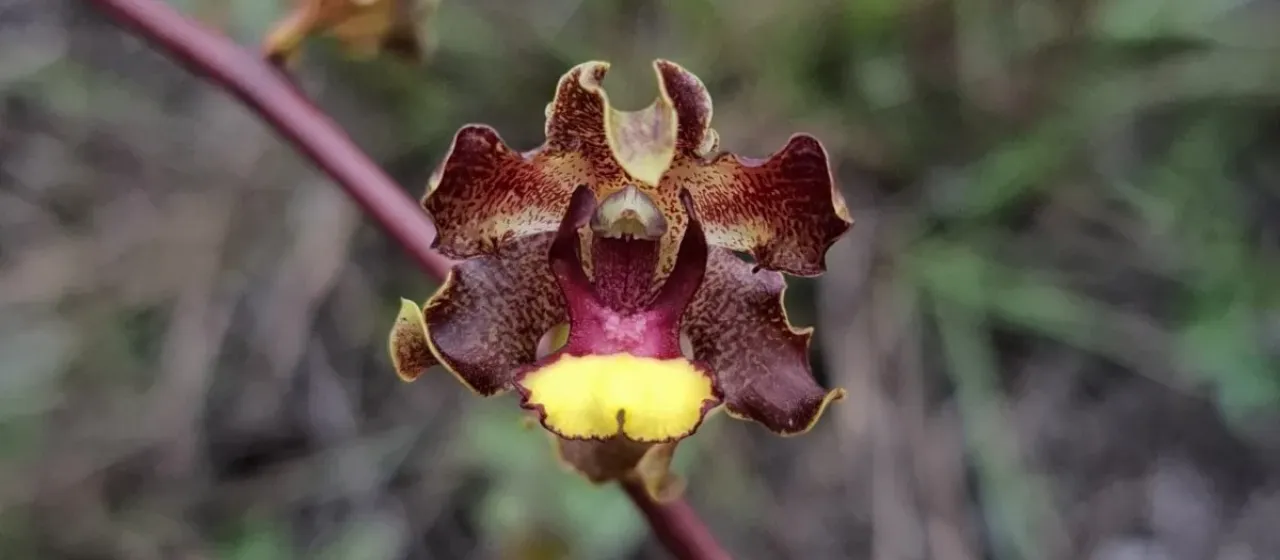 Cyrtopodium parviflorum