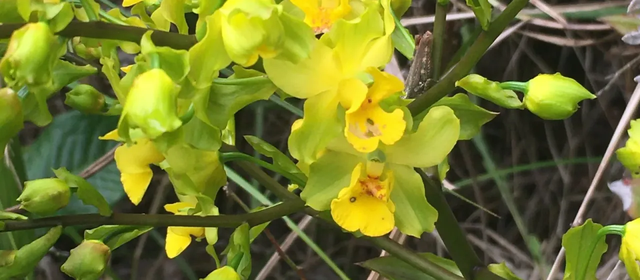 Yellow Cyrtopodium