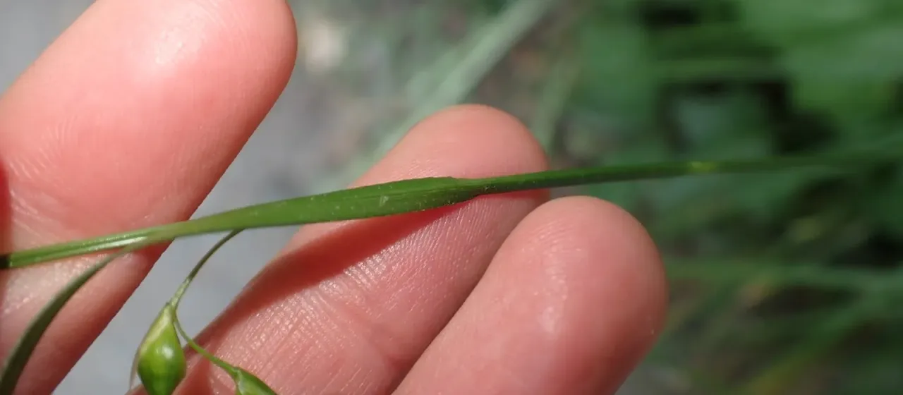 Осока обедненная