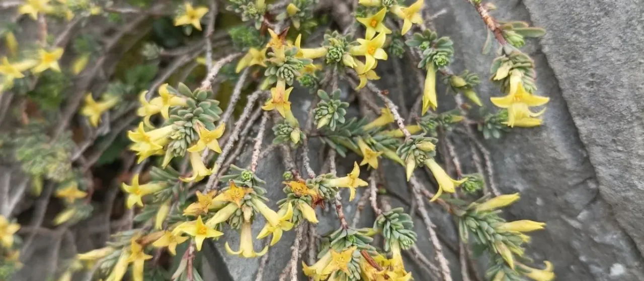 Thymelaea dioica