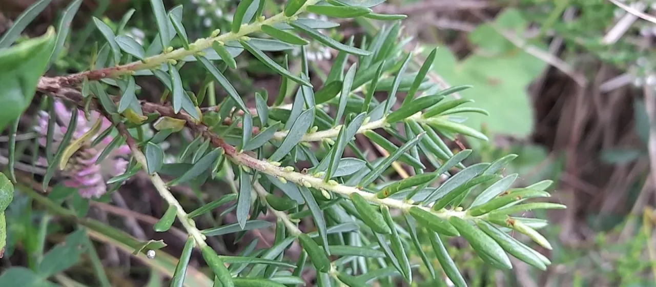 Thymelaea calycina