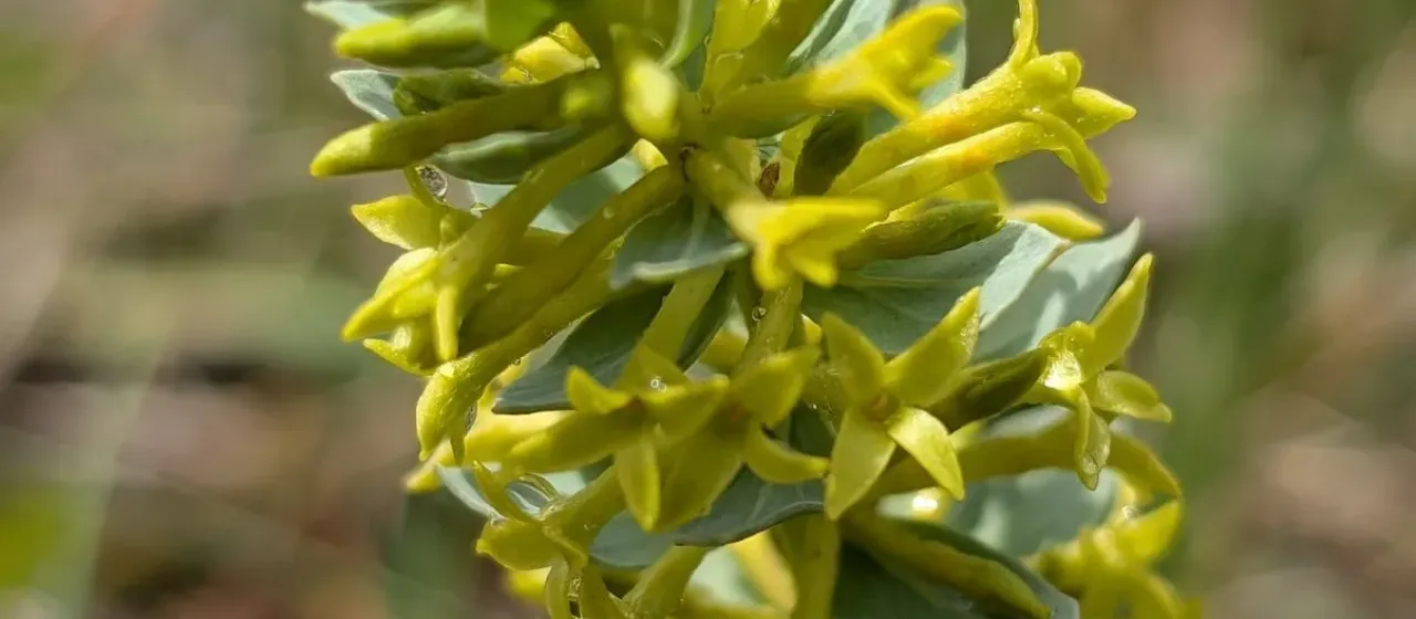 Thymelaea sanamunda