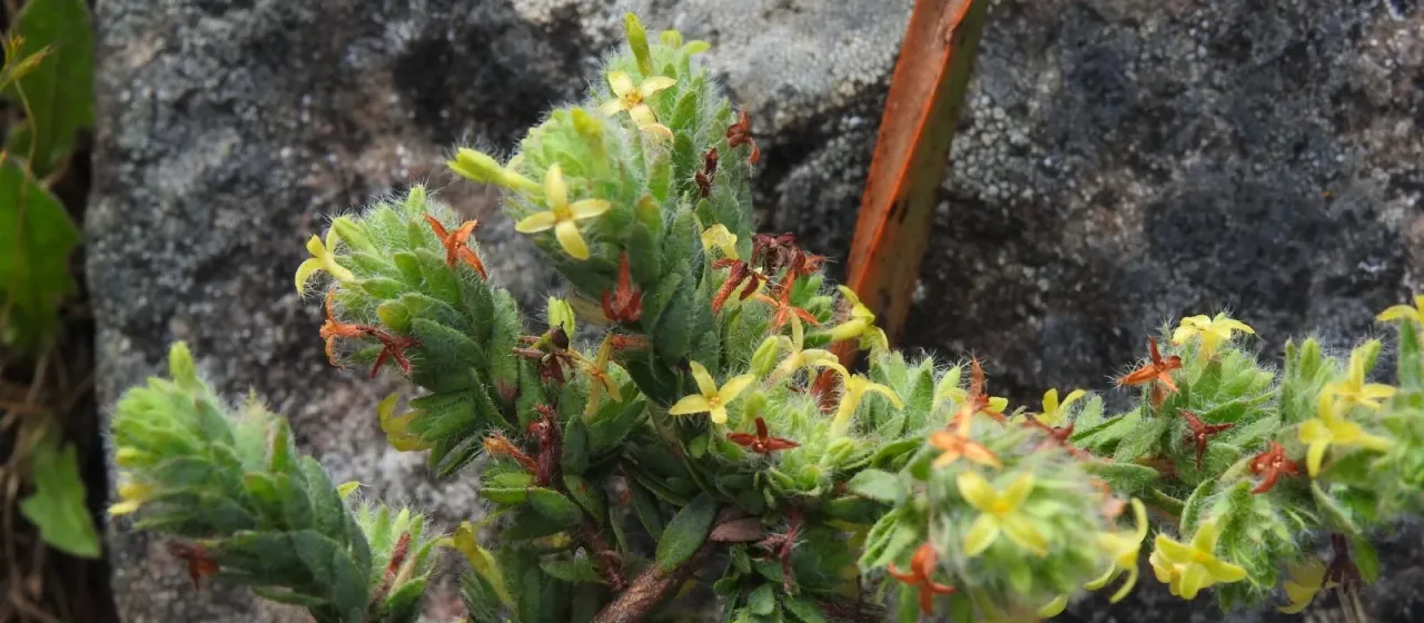 Thymelaea villosa