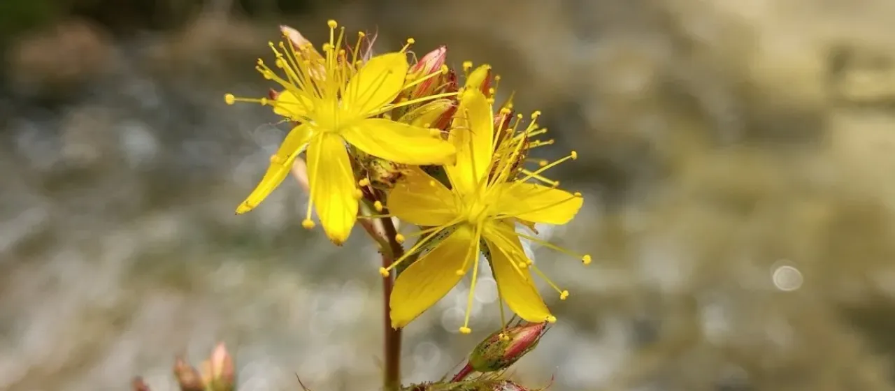 Зверобой жимолостный