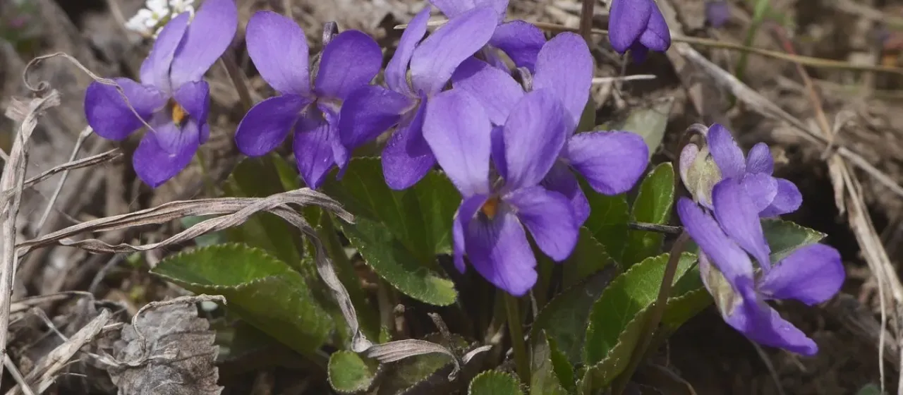 Viola ambigua