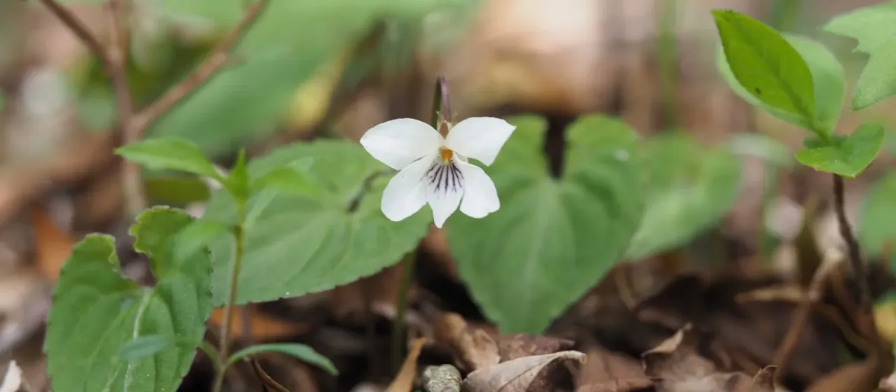 Shikoku violet