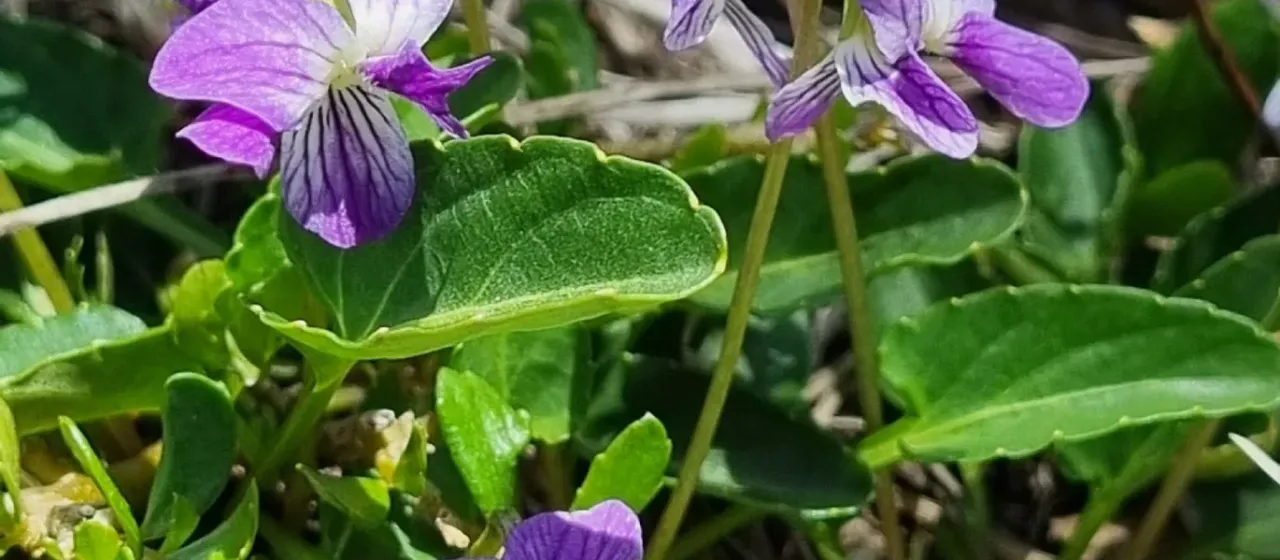 Showy violet