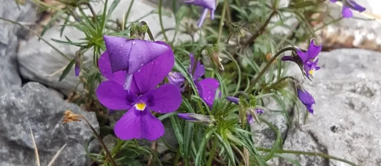 Duby's violet