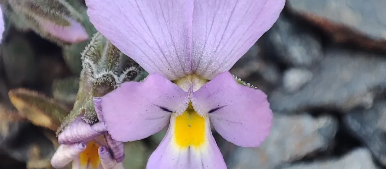 Pyrenean violet