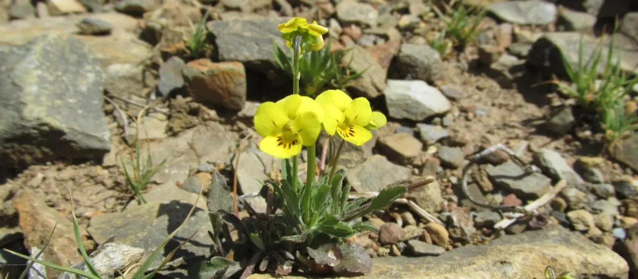 Viola langeana