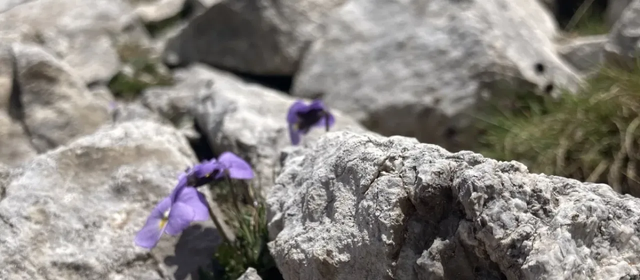 Grisebach violet