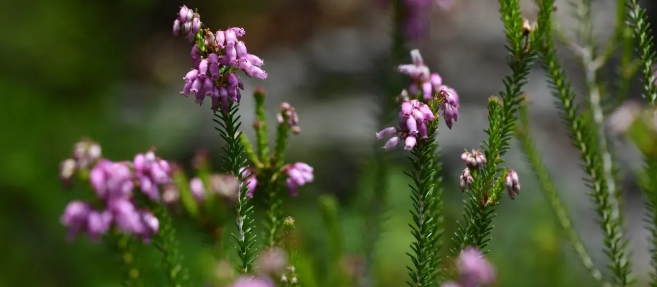 Corsican heath