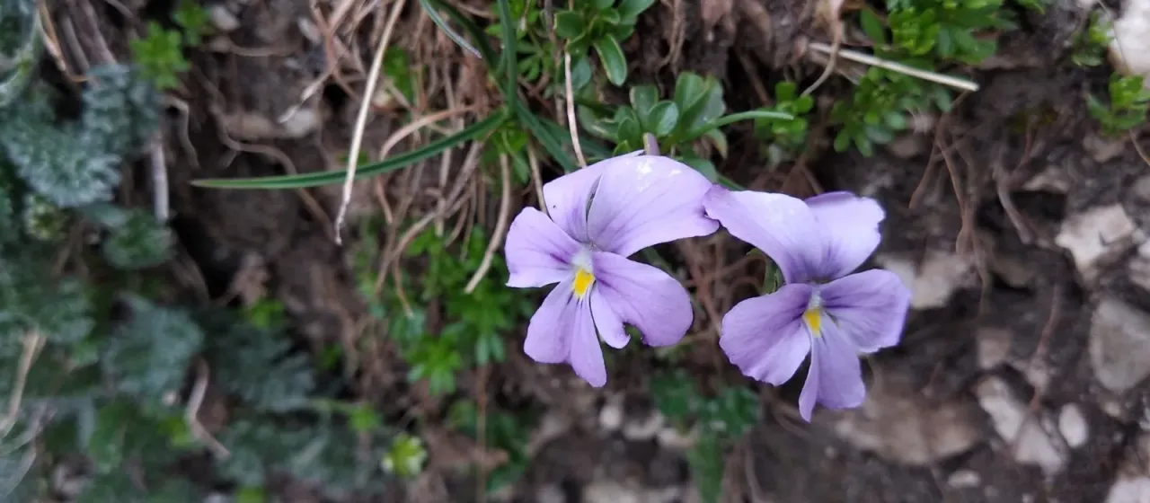 Majella violet