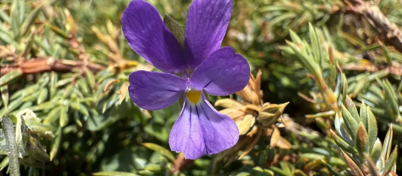 Viola montcaunica