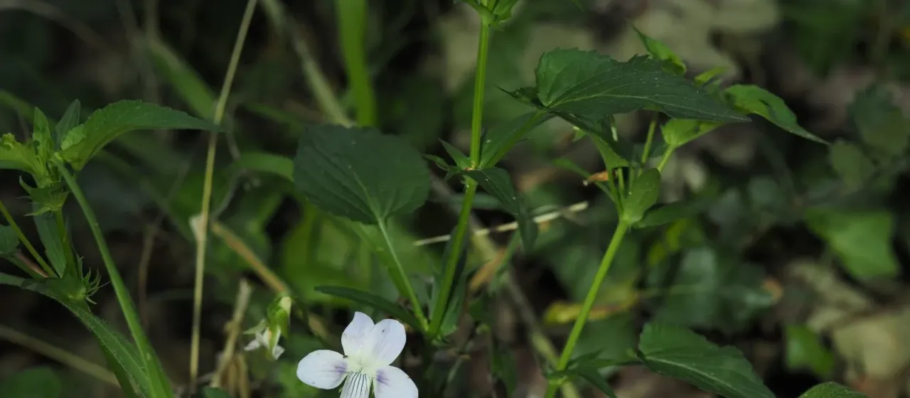 Viola jordanii
