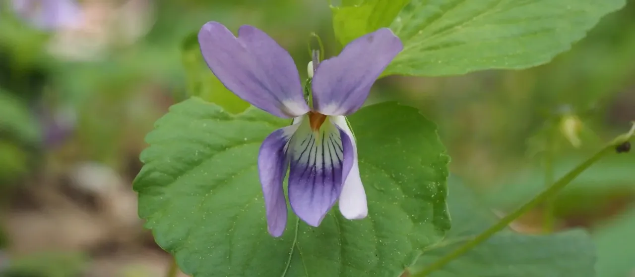 Kusano violet